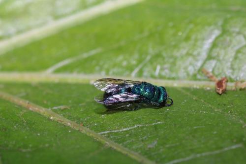 Chrysis indigotea